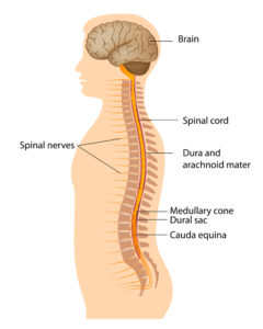 Cervical Myelopathy