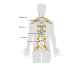 Understanding What a Pinched Nerve Means and How to Treat It